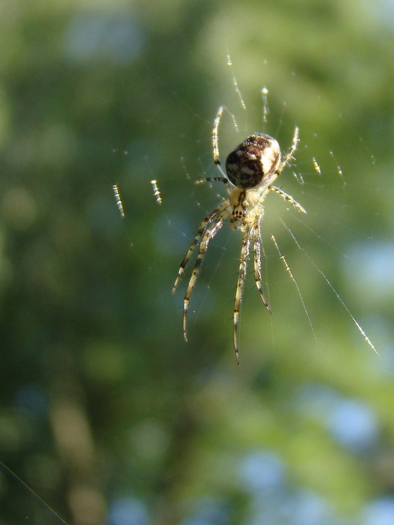  Metellina sp. (Tetragnathidae)