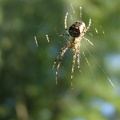  Metellina sp. (Tetragnathidae)