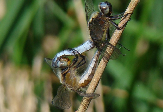 Libellula fulva acc (14970 visits, 1 comment) Libellula fulva acc