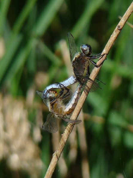 Libellula fulva acc