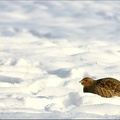 lovée dans la neige