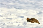 lovée dans la neige