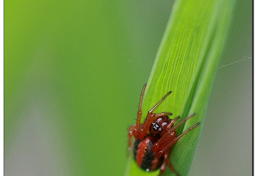 en rouge et noir (48620 visits) Hypsosinga sp (Araneae) en rouge et noir
