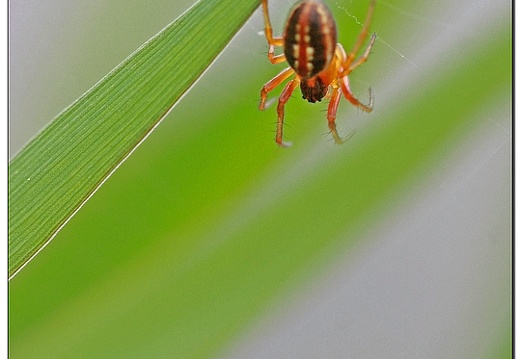 rouge et noir (47122 visits) Hypsosinga heri(Araneae) rouge et noir