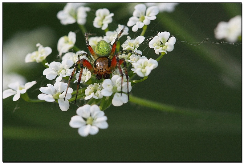 Araniella opisthographa.jpg