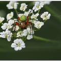 Araniella opisthographa