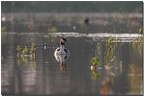 Affût flottant en Dombes