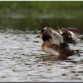 Allez au bain!