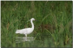 Aigrette garzette