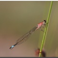 Ishnura elegans ♀