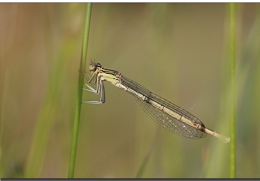 platycnemis pennipes immature (57350 visits, 1 comment) platycnemis pennipes immature