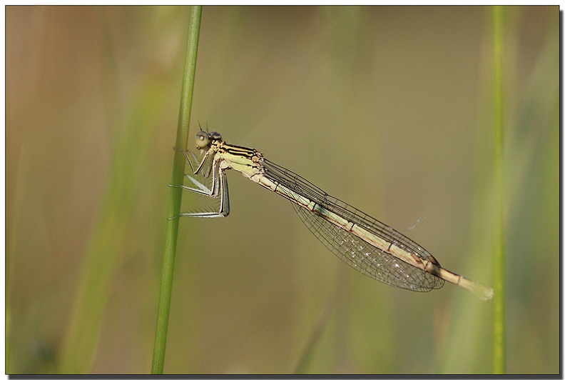 platycnemis pennipes immature