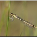 platycnemis pennipes immature