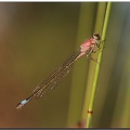 Ishnura elegans♀