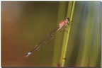 Ishnura elegans♀