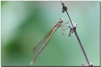 Leste brun (sympecma fusca)