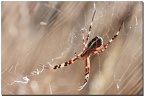 Argiope fasciée