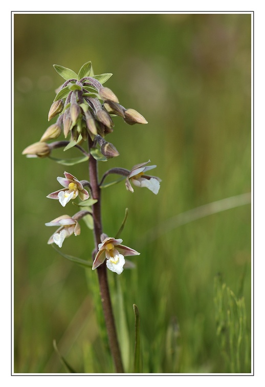 Epipactis des marais