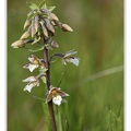 Epipactis des marais