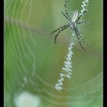 Argiope frelon ♂