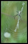 Argiope frelon ♂