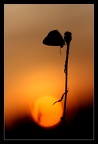 soleil couchant