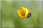 en rouge et jaune