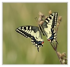 Machaon