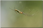 Filiforme