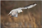 Mouette vole IV