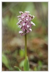 Neotinea lactea-Orchis couleur de lait