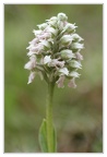 Neotinea lactea-Orchis couleur de lait