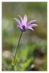 Anemone hortensis