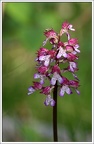 Orchis purpurea