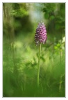 Orchis militaris