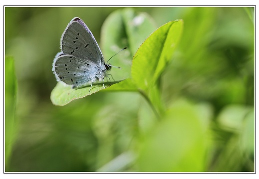 Azuré de la faucille (9762 visits) Jardin des papillons-Dignes Azuré de la faucille