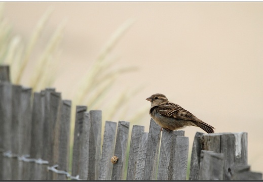 Dame moineau sur la plage (2223 visits) Dame moineau sur la plage
