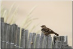 Dame moineau sur la plage