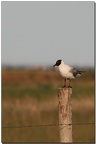 Mouette rieuse perchée