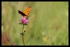 Tabac d'Espagne -Argynnis paphia L. 