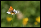 cuivré de la verge d'or Lycaena virgaureae