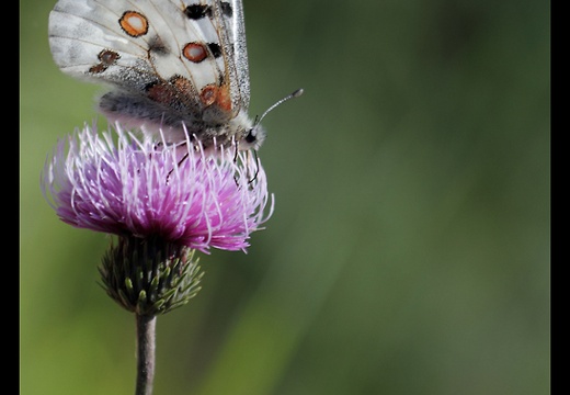 L'Apollon -Parnassius apollo L (2843 visits) L'Apollon -Parnassius apollo L