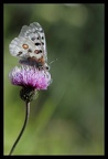 L'Apollon -Parnassius apollo L
