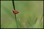 Pyrausta purpuralis