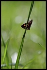 Pyrausta purpuralis