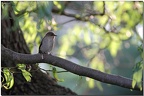 Gobe-mouche noir ♀