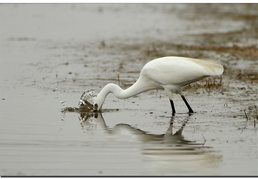 Aigrette garzette à la pêche II (3023 visits, 3 comments) Aigrette garzette à la pêche II
