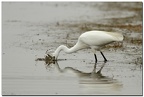 Aigrette garzette à la pêche II