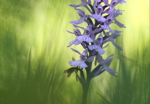 Orchis maculé (2736 visits) Savoie Orchis maculé