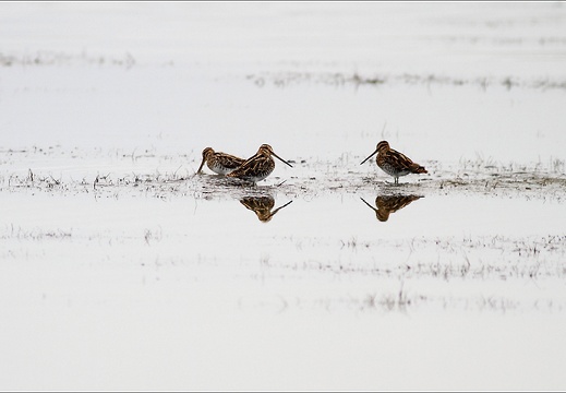 Trio